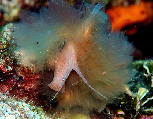 Gelagna succincta observed 2010-09-06