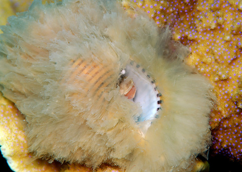 Gelagna succincta observed 2011-01-03