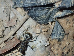 Polyrhachis militaris