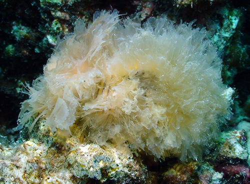 Gelagna succincta observed 2011-01-03