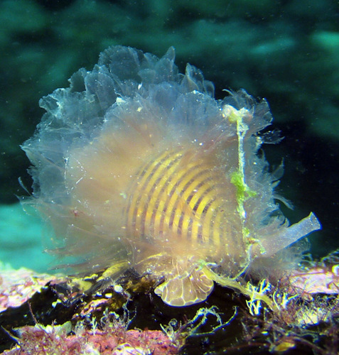 Gelagna succincta observed 2016-10-11