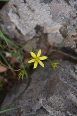 Gagea lutea