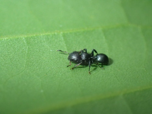 Cataulacus kohliCataulacus kohli