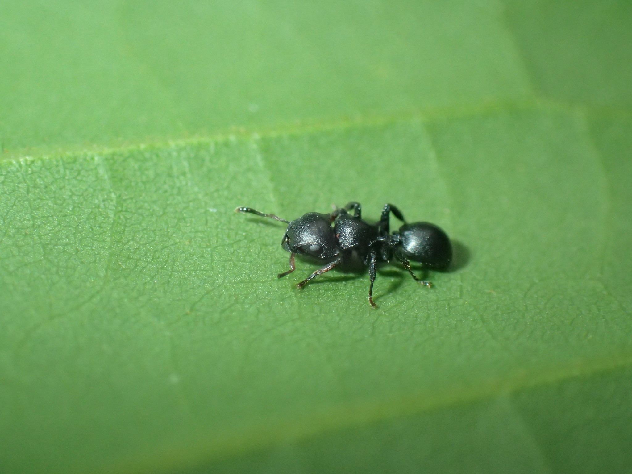 Cataulacus kohli