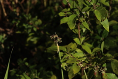 Euphorbia heterophylla