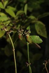 Euphorbia heterophylla