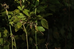 Euphorbia heterophylla
