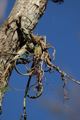 Tillandsia intermedia