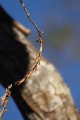 Tillandsia intermedia