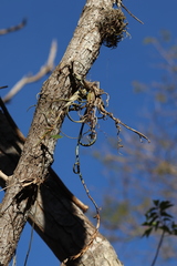 Tillandsia intermedia