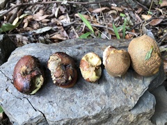 Millettia pachycarpa