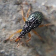 Pseudapion rufirostre