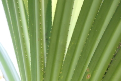 Pandanus furcatus