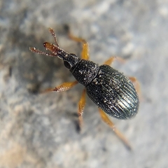 Pseudapion rufirostre