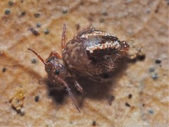 Sminthurus bivittatus