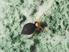 Sminthurinus minutus