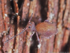 Ptenothrix unicolor