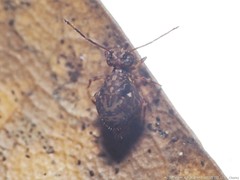 Ptenothrix renateae