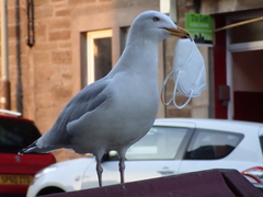 Larus argentatus