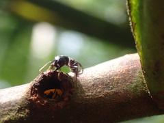 Tetraponera aethiops