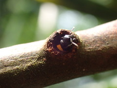 Tetraponera aethiops
