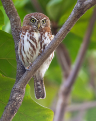 Glaucidium perlatum