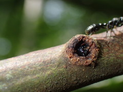 Tetraponera aethiops