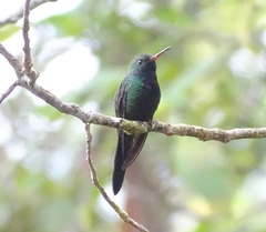 Riccordia swainsonii