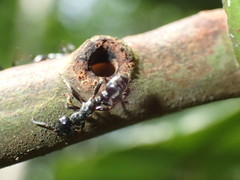 Tetraponera aethiops
