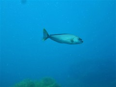 Caulolatilus princeps