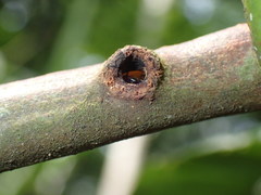 Tetraponera aethiops