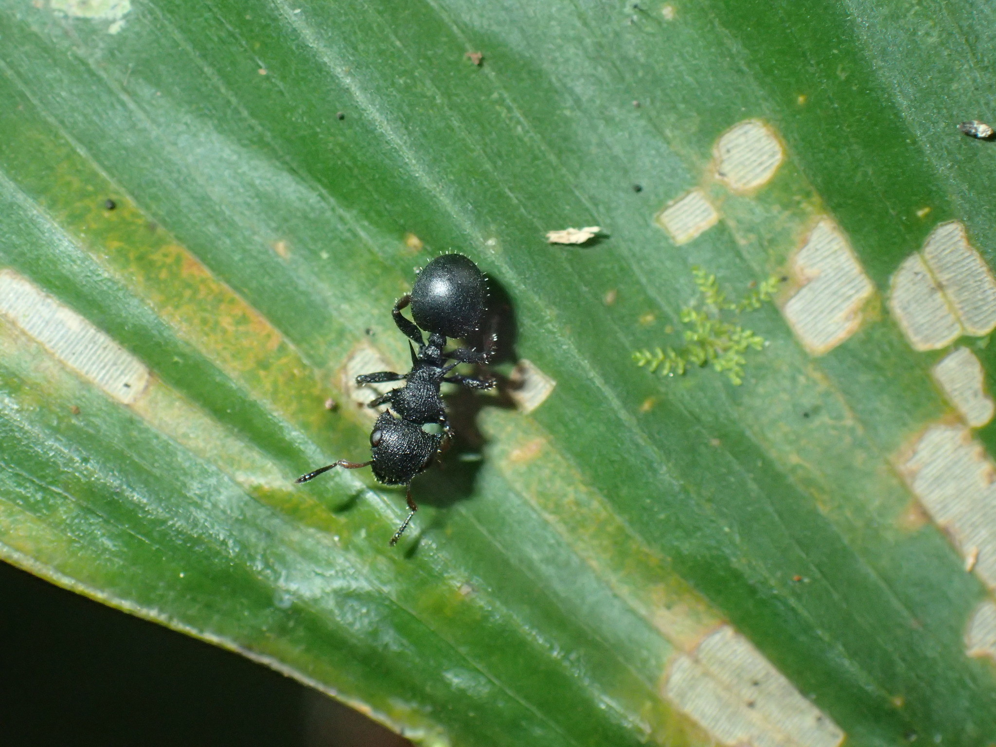 Cataulacus guineensis
