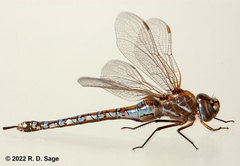 Rhionaeschna absoluta