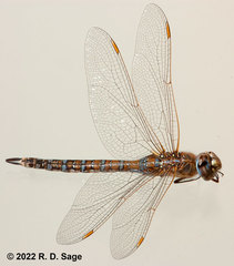 Rhionaeschna absoluta