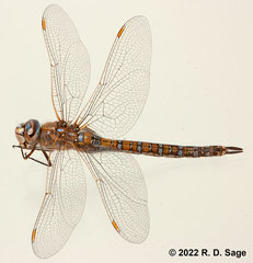 Rhionaeschna absoluta