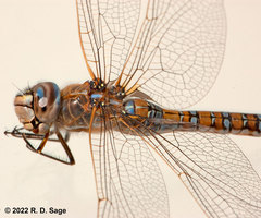 Rhionaeschna absoluta