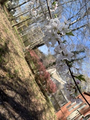 Prunus × yedoensis