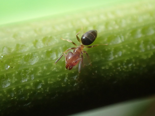 Technomyrmex laurentiTechnomyrmex laurenti