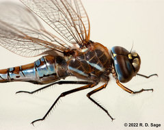 Rhionaeschna absoluta
