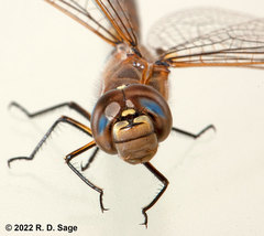 Rhionaeschna absoluta