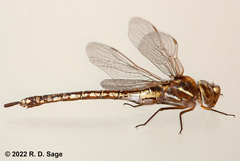 Rhionaeschna absoluta