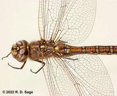 Rhionaeschna absoluta