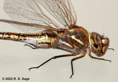 Rhionaeschna absoluta