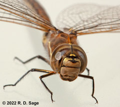 Rhionaeschna absoluta