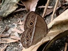 Mycalesis perseoides