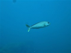 Caulolatilus princeps