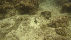 Mycteroperca bonaci