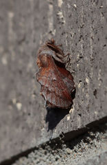 Phyllodesma occidentis