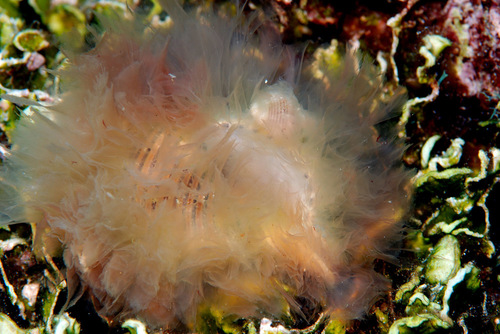 Gelagna succincta observed 2010-09-05