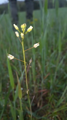 Camelina microcarpa
